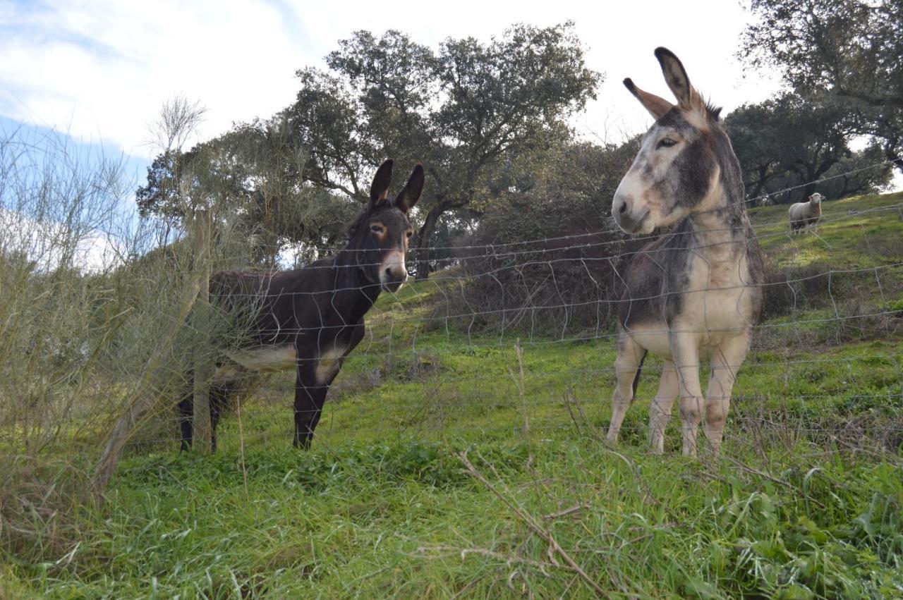 Herdade Ribeira De Borba Villa Vila Viçosa Eksteriør billede